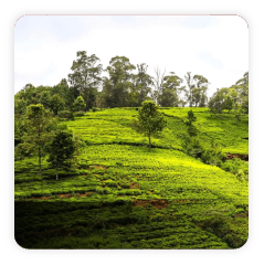 Coonoor